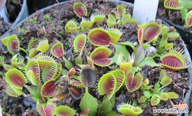揭示捕蝇草的奇妙与价值 捕蝇草之花语，从捕食到保护