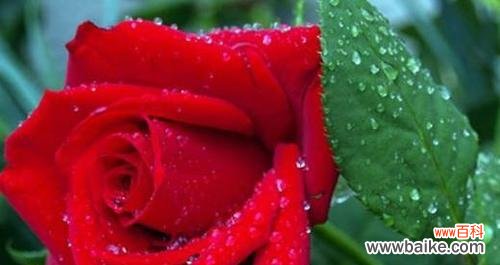 不同数量的玫瑰花代表的寓意 玫瑰花与爱情的象征