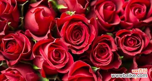 探索玫瑰花的神秘语言 不同玫瑰花颜色的含义