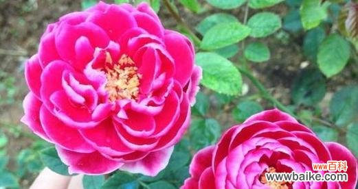 一束花的背后 玫瑰花的数量与情感含义