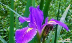 探寻唐菖蒲花色的寓意 唐菖蒲花语之多彩生命