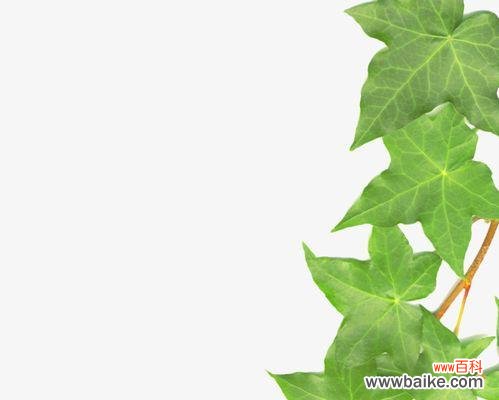 探索常春藤花语的丰富内涵与美丽 常春藤的花语——坚持和爱情的象征