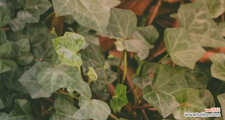 探索常春藤花语的丰富内涵与美丽 常春藤的花语——坚持和爱情的象征