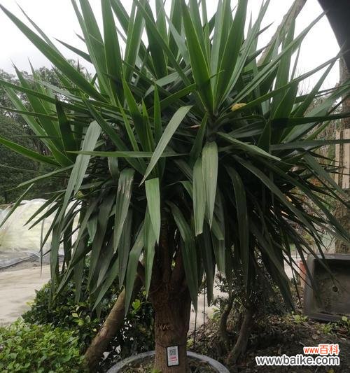 探寻铁树开花之奇迹及其象征意义 以巴西铁树开花的寓意