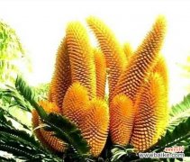 探寻铁树开花之奇迹及其象征意义 以巴西铁树开花的寓意