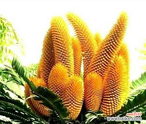 探寻铁树开花之奇迹及其象征意义 以巴西铁树开花的寓意