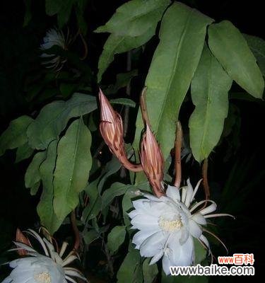 探索昙花的寓意与美丽 昙花的花语与象征意义