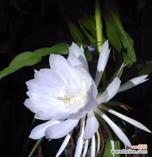 探索昙花的寓意与美丽 昙花的花语与象征意义