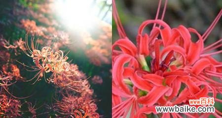 探索曼珠沙华花语 曼珠沙华花语