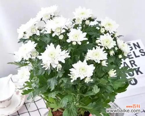 探寻雏菊的花语与美丽寓意 雏菊花语与寓意