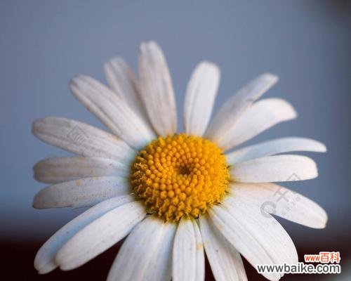 揭示雏菊花作为象征的深层含义 雏菊花的象征意义