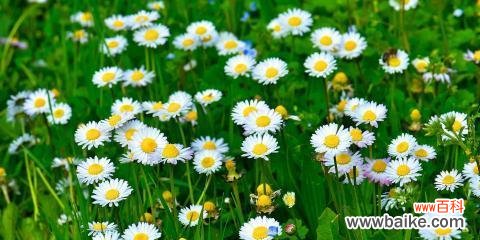 揭示雏菊花作为象征的深层含义 雏菊花的象征意义