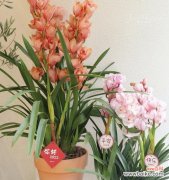 花开富贵 春节花卉的象征寓意与传统习俗