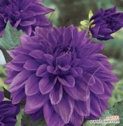 揭秘大丽花的各种花语 大丽花的花语与意义