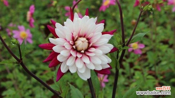 揭秘大丽花的各种花语 大丽花的花语与意义