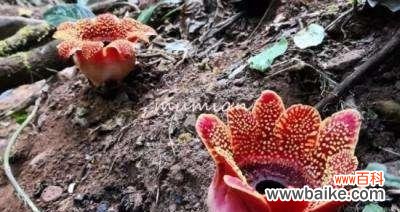 探寻大王花的传奇之旅 大王花