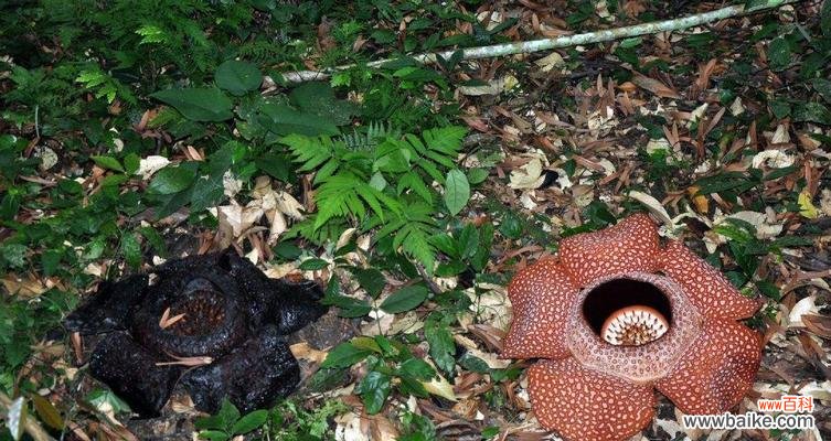 探寻大王花的传奇之旅 大王花