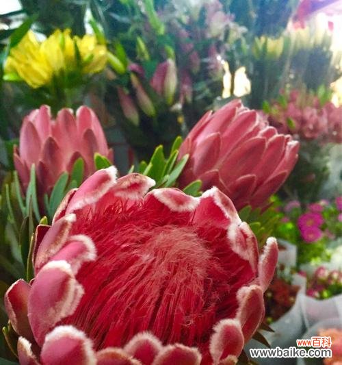 探寻大王花的传奇之旅 大王花