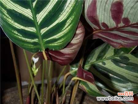 揭开豹纹竹芋的花语之谜 豹纹竹芋的花语和美丽之谜