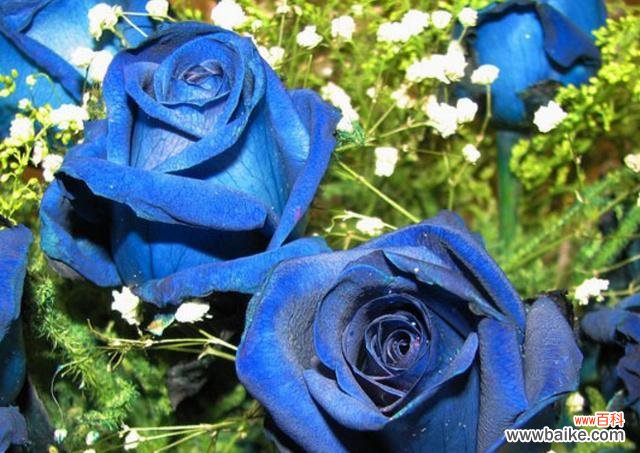 探索蓝玫瑰背后的秘密 蓝玫瑰的寓意与花语
