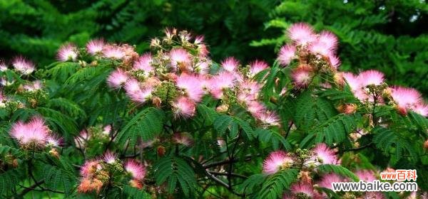 招财进宝 合欢花的风水寓意与摆放位置