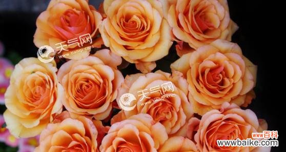 几朵玫瑰花代表的不同含义与寓意 玫瑰花的花语解读