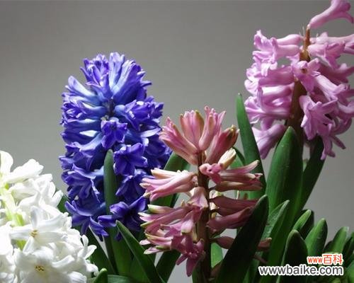 美丽的风信子让我们感受到春天的希望 风信子