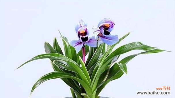 探寻兰花的深层寓意与繁衍养护之道 兰花之美