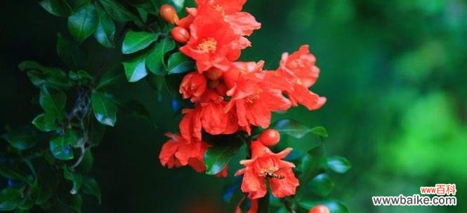 揭示石榴花的象征意义和文化内涵 石榴花的寓意与象征
