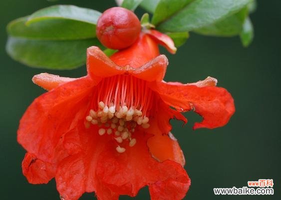 揭示石榴花的象征意义和文化内涵 石榴花的寓意与象征