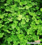 象征希望的植物及其意义 植物的希望与梦想