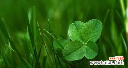 象征希望的植物及其意义 植物的希望与梦想