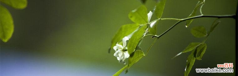 探索白蔷薇的含义 白蔷薇的花语