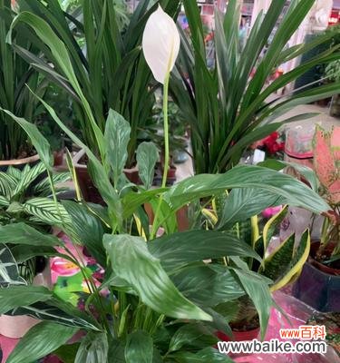 花卉的美丽与祝福 用花传递平安与健康