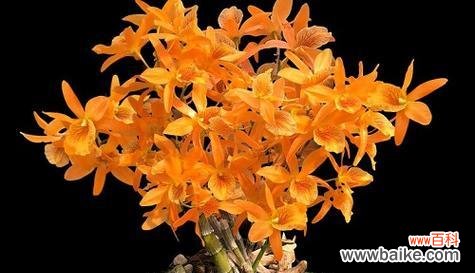 花卉的美丽与祝福 用花传递平安与健康