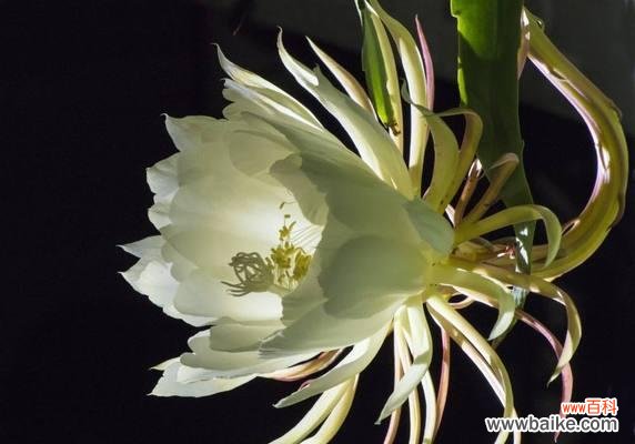 揭示昙花的神秘花语与自然之美 昙花