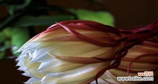 揭示昙花的神秘花语与自然之美 昙花