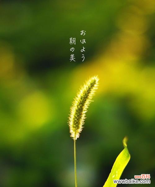 揭示狗尾巴草的秘密和象征意义 狗尾巴草的花语与意义