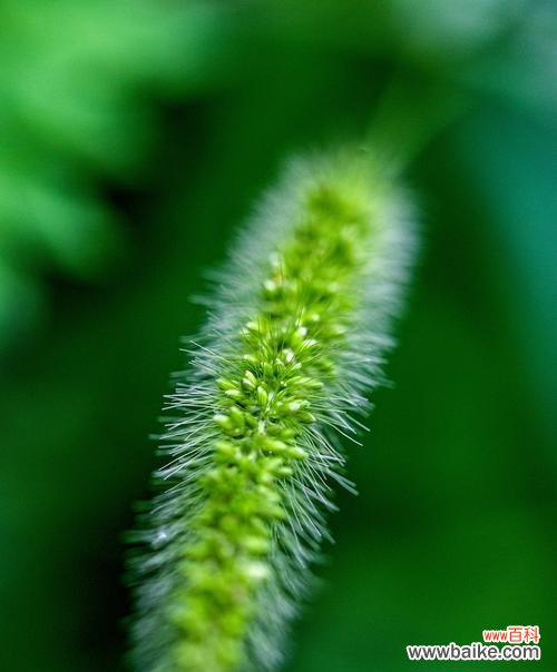 揭示狗尾巴草的秘密和象征意义 狗尾巴草的花语与意义