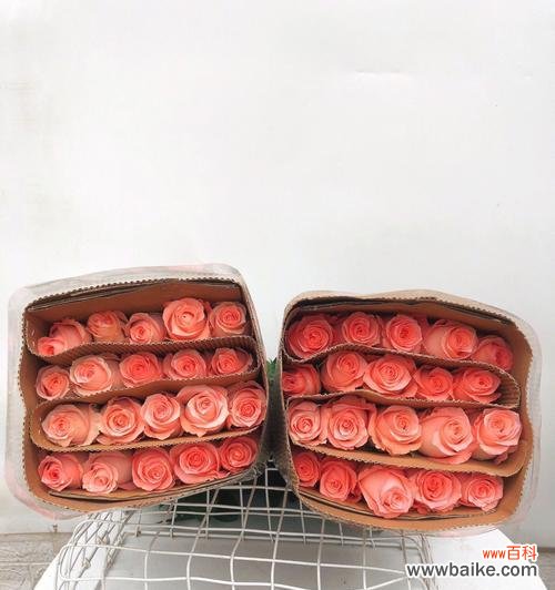 探寻戴安娜玫瑰花背后的美丽秘密 戴安娜玫瑰花的花语与象征意义