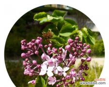 以花叶丁香的花语为主题的探索之旅 花开香满园