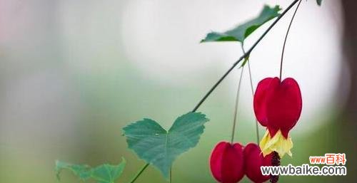 宫灯百合花语的寓意及文化内涵 宫灯百合花语