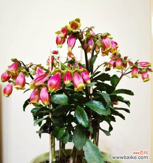 宫灯百合花语的寓意及文化内涵 宫灯百合花语