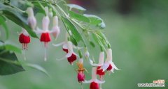 宫灯百合花语的寓意及文化内涵 宫灯百合花语