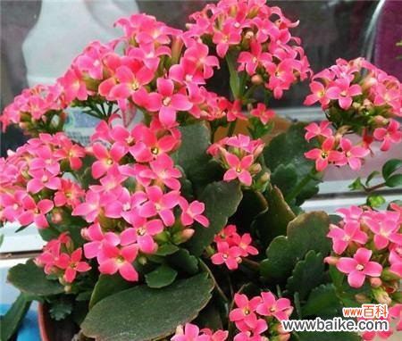 探寻长寿花的传统文化内涵与现代象征意义 长寿花