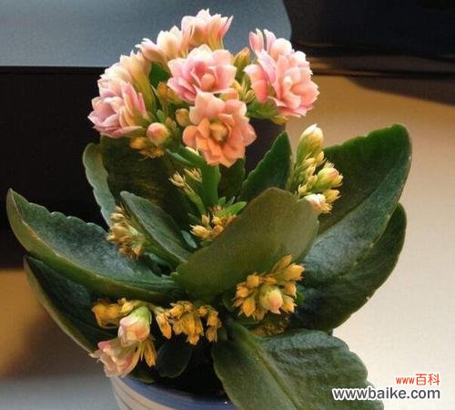 探寻长寿花的传统文化内涵与现代象征意义 长寿花