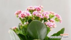 探寻长寿花的传统文化内涵与现代象征意义 长寿花