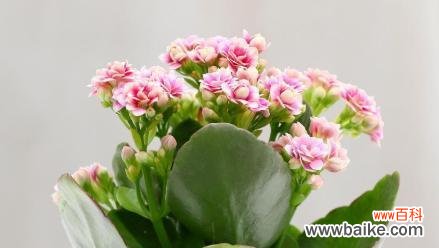 探寻长寿花的传统文化内涵与现代象征意义 长寿花