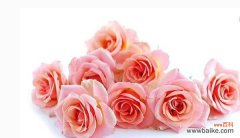 解读玫瑰花的语言 玫瑰花花语的深意——不同朵数的象征意义