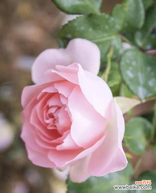 绽放生命之美 粉色月季花语